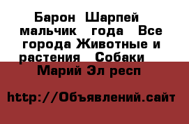 Барон (Шарпей), мальчик 3 года - Все города Животные и растения » Собаки   . Марий Эл респ.